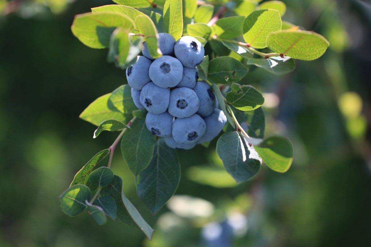 The Magic Behind Big Fat Blueberries - Agrarian Angel