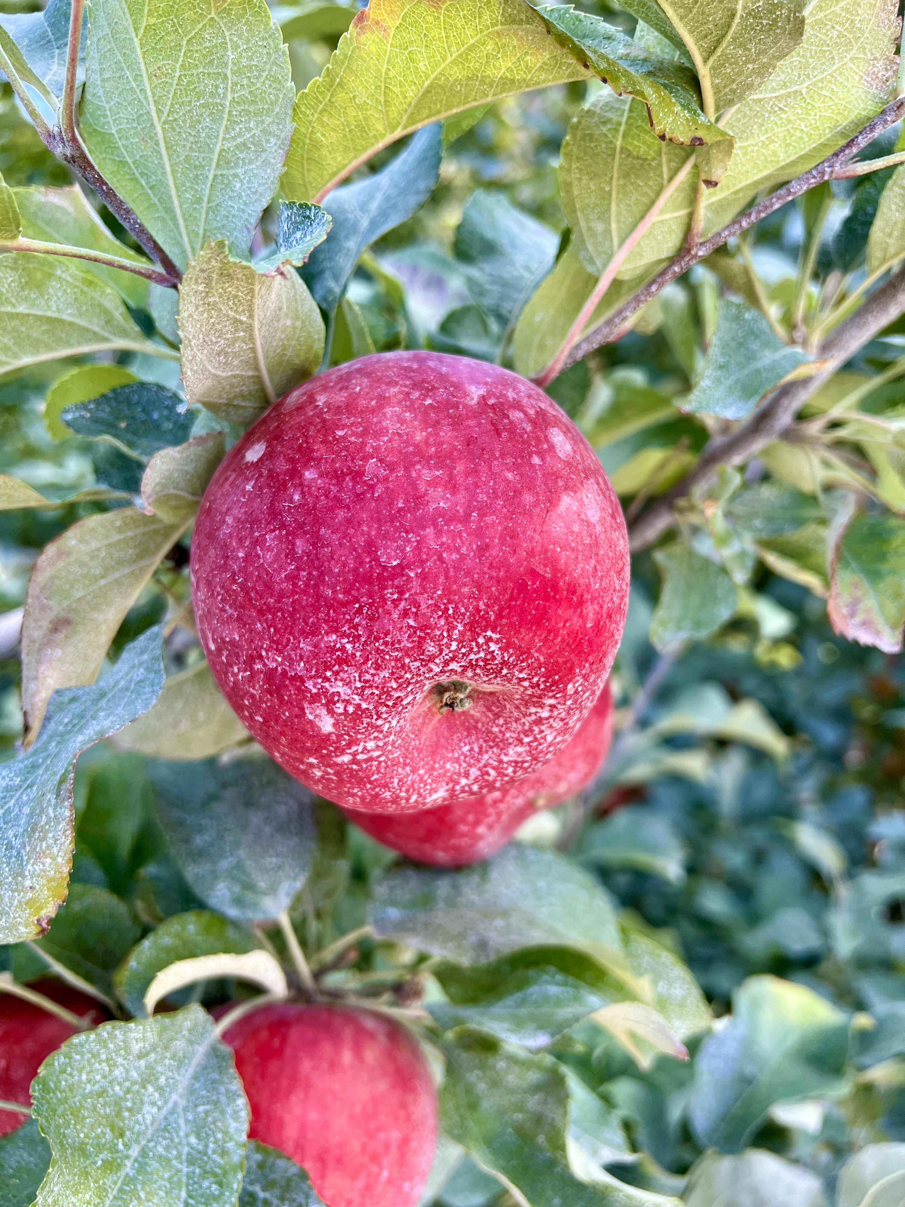 Certified Organic Apples in Washington